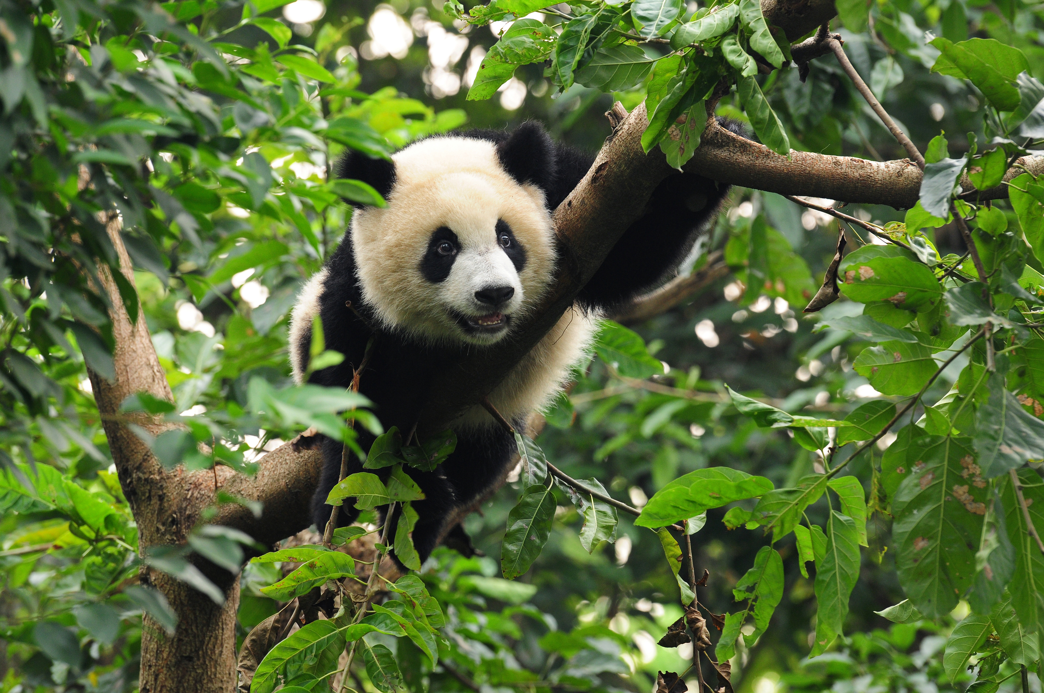 Муссонные леса животный мир. Панды на дереве. Панда в тропическом лесу. Панда на ветке. Панда в джунглях.