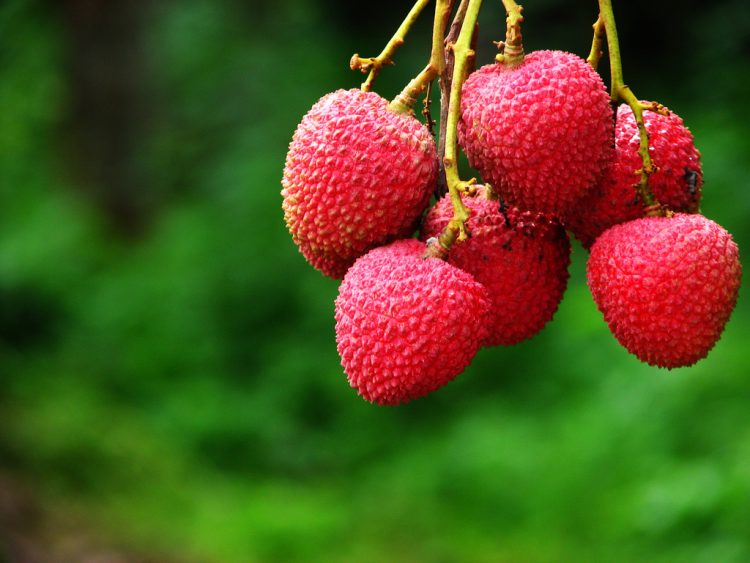 El lychee es una fruta rica en vitamina c, lo cual la cual la hace una excelente alternativa para aquellos que no toleran los cítricos. (Dreamstime)