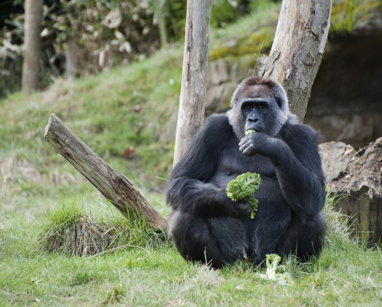 El canto de los gorilas es una forma de expresar la felicidad respecto a su comida.