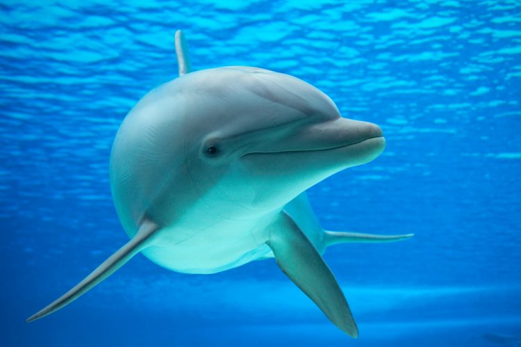 Los delfines salen a la superficie cada 5-8 minutos aproximadamente para respirar por el espiráculo. (Dreamstime)