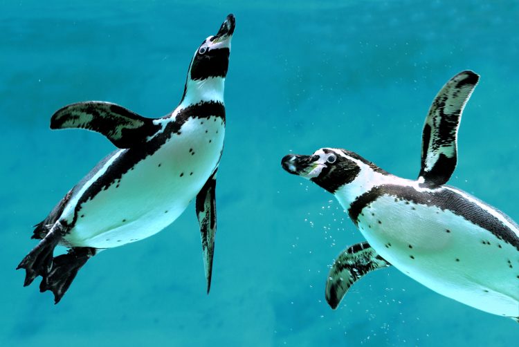 Los pingüinos machos son los encargados de empollar a la cría mientras la mamá sale a buscar comida. (Dreamstime)