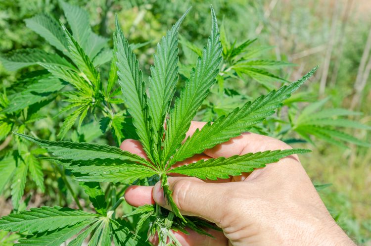 La asociación también se puso a disposición del Departamento de Salud para agilizar el proceso de licenciamiento de pacientes a través de la Oficina de Cannabis Medicinal.
(Dreamstime)