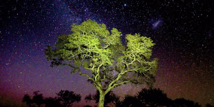 A marula tree under the Stary night sky in the Sabi Sands. (Photo: Jeandre Gerding0