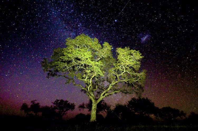 A marula tree under the Stary night sky in the Sabi Sands. (Photo: Jeandre Gerding0
