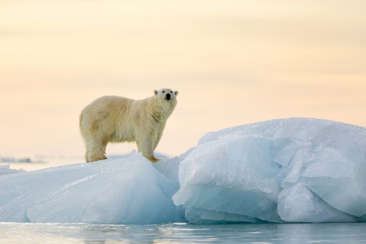 En este sentido, el secretario ejecutivo de la Comisión Intergubernamental Oceanográfica de la UNESCO, Vladimir Ryabinin, destacó como uno de los principales problemas del océano Ártico la acidificación de sus aguas, que provoca situaciones "impredecibles" en los ecosistemas marinos.
(Dreamstime)
