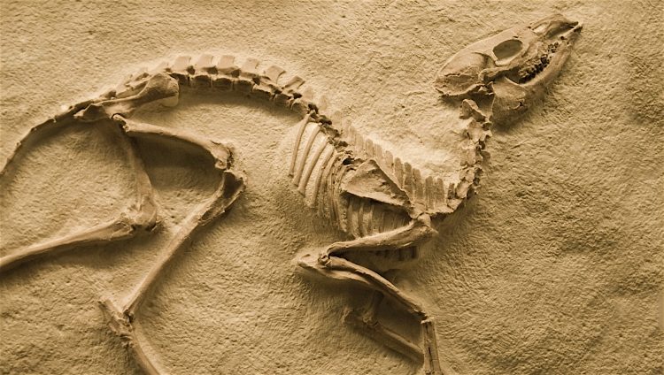 El cráneo y la mandíbula presentados en Nature presentaban la ventaja única de que fueron encontrados, aunque hechos añicos, uno al lado del otro, lo que permite suponer que era un único individuo.
(Dreamstime)