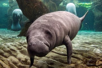 El Parker Manatee Aquarium del Museo del Sur de Florida informó el domingo por la noche en su cuenta de Facebook de la muerte de Snooty, el cual llevaba en esa institución desde 1949.
(Dreamstime)