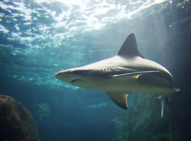 En 2016 se registraron globalmente 81 ataques no provocados de tiburones a humanos, 17 menos que en 2015, y solo 4 de ellos fueron mortales, según el Archivo Internacional de Ataques de Tiburones (ISAF).
(Dreamstime )