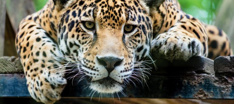 Las poblaciones de jaguar se pueden encontrar desde el norte de México hasta el norte de Argentina, teniendo una distribución fragmentada en el territorio colombiano.
(Dreamstime)