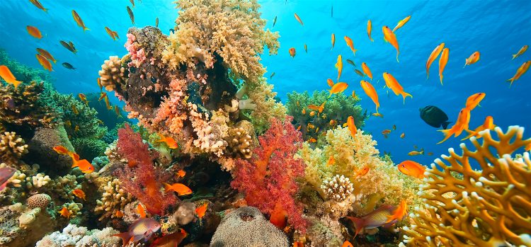 El biólogo marino afirmó que, según un monitoreo comparativo entre 1998 y 2018, el esqueleto de los corales es un 20 % menos denso, esto significa que no depositan el mismo carbonato de calcio que antes.
(Dreamstime)