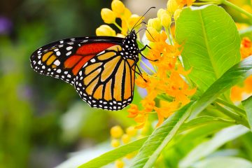 Esta investigación se centra en el conocimiento de la biodiversidad de las mariposas en el país andino, explicó el Instituto Nacional de Patrimonio en un comunicado.
(Dreamstime)