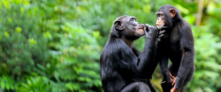 "Los humanos necesitamos compartir información, necesitamos el lenguaje por nuestra motivación intrínseca de compartir; los primates carecen de esta motivación", explicó.
(Dreamstime)