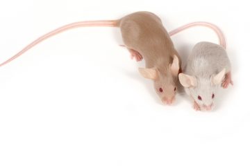 Los roedores ebrios fueron sometidos a la acupuntura durante 20 segundos, dos horas después de su ingestión de etanol.
 (Dreamstime)