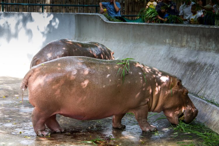 Los hipopótamos de Pablo Escobar podrían ayudar a contrarrestar un legado de extinciones, es decir, se ha visto que estos restauran muchos rasgos importantes que se habían perdido durante miles de años.
(Dreamstime)