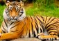 Un tigre del zoológico del Bronx, en Nueva York, dio positivo de coronavirus. Su nombre es Nadia.  (Dreamstime)