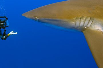 En 2019 el número de ataques de tiburones registrado en todo el mundo, 64 según ISAF, fue un 22 % inferior al promedio de 82 anuales contabilizado desde 2015. (Dreamstime)