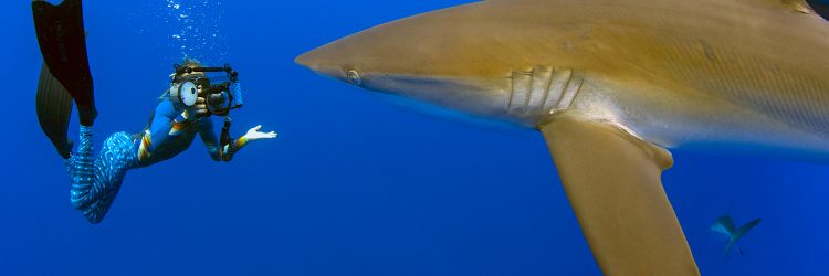 En 2019 el número de ataques de tiburones registrado en todo el mundo, 64 según ISAF, fue un 22 % inferior al promedio de 82 anuales contabilizado desde 2015. (Dreamstime)