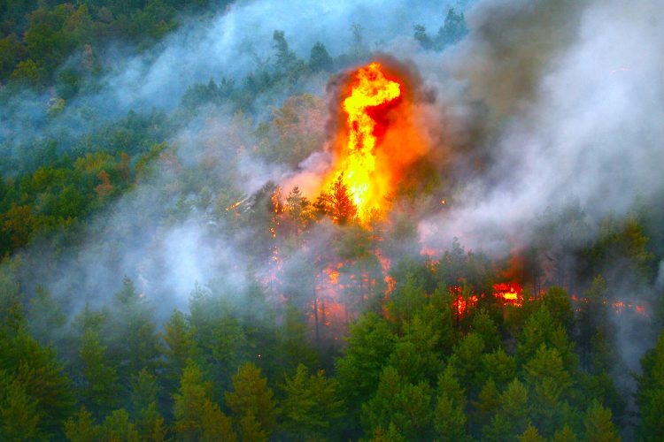 El incendio, conocido como Grizzly Creek por su lugar de origen, comenzó hace 10 días, ya consumió más de 11.000 hectáreas y no se ha contenido en absoluto.
(Dreamstime)