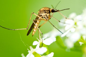 Las picaduras de los mosquitos y sus enfermedades, que matan cerca de un millón de personas en todo el mundo cada año, podrían tener sus días contados. 
(Dreamstime)