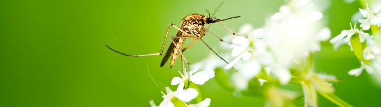 Las picaduras de los mosquitos y sus enfermedades, que matan cerca de un millón de personas en todo el mundo cada año, podrían tener sus días contados. 
(Dreamstime)
