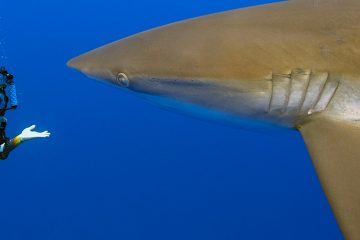 A diferencia de la costa este de Florida, las mordeduras de tiburón en las playas que dan al Golfo de México se producen rara vez.
(Dreamstime)