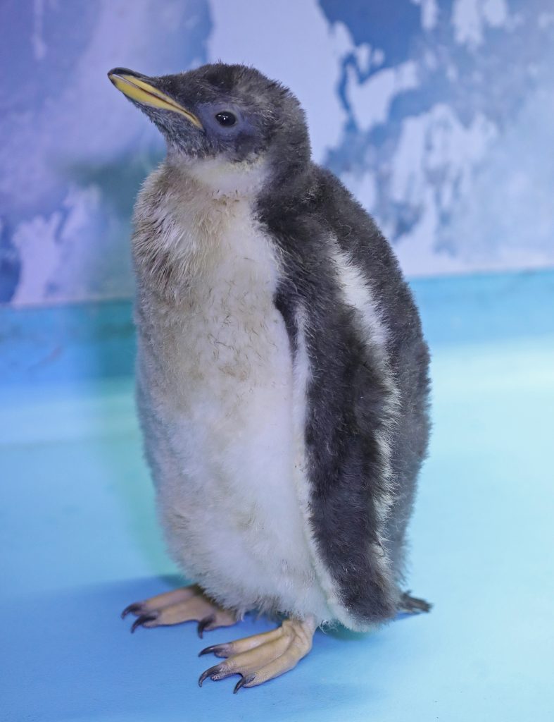 8779f3d98e5918884d948328480e42d1168b6381-787x1024 Alex, primer pingüino antártico nacido en México