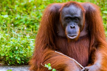 Hasta ahora, el zoo de San Diego ha vacunado a cuatro orangutanes y cinco bonobos, también llamados chimpancés pigmeos, y planea inmunizar "pronto" a otros tres bonobos y un gorila. 
(Dreamstime)