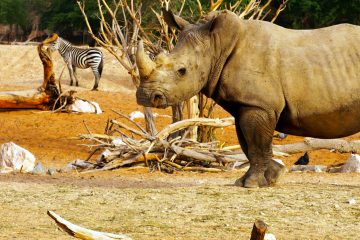 La población de rinocerontes blancos del sur se había reducido a unos 50 a 200 individuos a principios del siglo XX.
(Dreamstime)