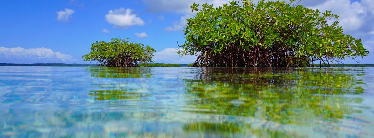 Virginia Key, un islote en la bahía Vizcaína, conserva algunos de estos escasos bosques tropicales formados por especies botánicas que crecen en el agua salada que alguna vez poblaron las costas del sur de Florida y que el desarrollo inmobiliario diezmó.
(Dreamstime)