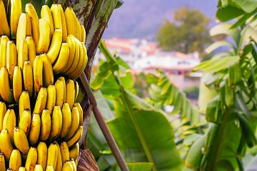 La banana es el cuarto cultivo alimenticio mundial después del trigo, el arroz y el maíz en términos de producción entre los mayores exportadores de la fruta se cuentan Ecuador, Colombia, Costa Rica y Guatemala.
(Dreamstime)