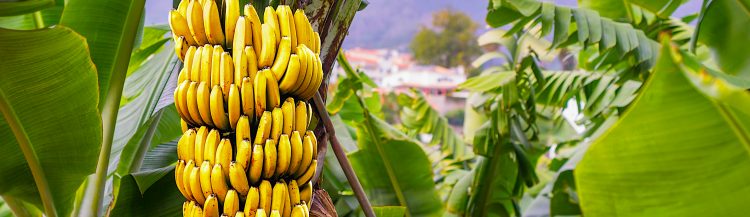 La banana es el cuarto cultivo alimenticio mundial después del trigo, el arroz y el maíz en términos de producción entre los mayores exportadores de la fruta se cuentan Ecuador, Colombia, Costa Rica y Guatemala.
(Dreamstime)