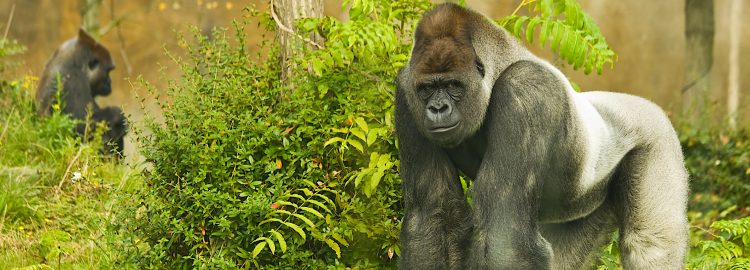 El año pasado, Ozzie y otros doce gorilas del zoo de Atlanta contrajeron covid-19, presuntamente al contagiarse de uno de sus cuidadores que no presentaba síntomas, de acuerdo con la cadena NBC News.
(Dreamstime)