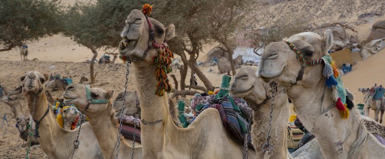 Los agentes abrieron fuego sobre el camello porque peligraba la seguridad de los presentes, según el mensaje del alguacil.
(Dreamstime)