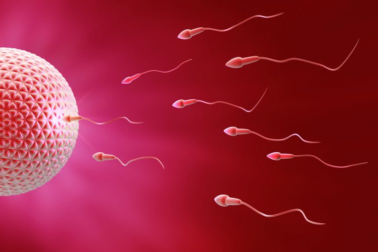 El invento aprovecha la reotaxis, como se denomina el movimiento natural contra corriente de los espermatozoides a través del tracto genital femenino con el fin de llegar al óvulo para la fertilización
(Dreamstime)