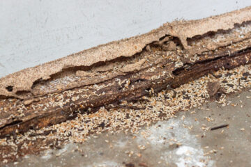 Una colonia madura que incluye millones de termitas puede producir termitas aladas por temporada que vuelan en grandes enjambres.
 (Dreamstime)