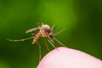 La malaria es una enfermedad febril producida por un protozoo, y transmitida al hombre por la picadura de mosquitos anofeles.
(Dreamstime)