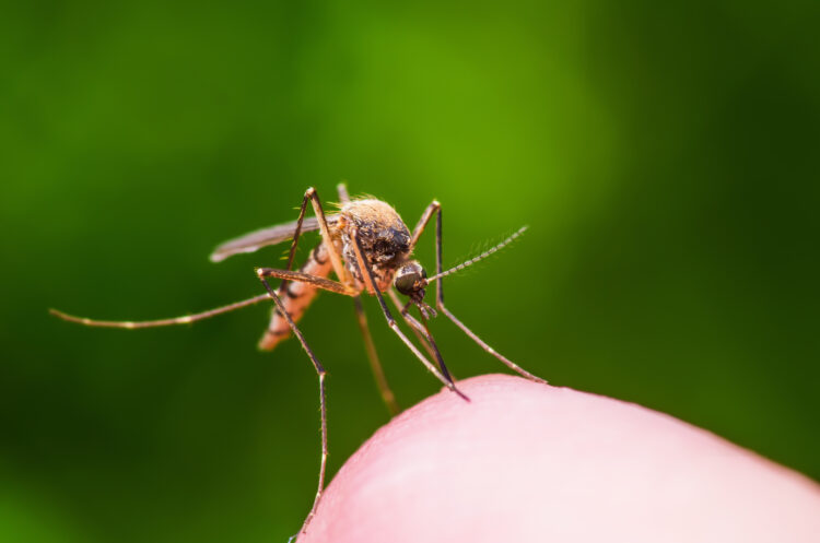 La malaria es una enfermedad febril producida por un protozoo, y transmitida al hombre por la picadura de mosquitos anofeles.
(Dreamstime)