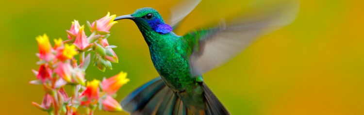 En su departamento hay también un espacio especial para los colibríes que no logran recuperarse, y nunca más pueden volar, las cuales reciben la atención pertinente hasta que mueren.
(Dreamstime)