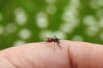 El departamento para el control de mosquitos de Sarasota continúa sus esfuerzos para erradicar los mosquitos "Anopheles", los únicos que transmiten la malaria a los humanos.
(Dreamstime)