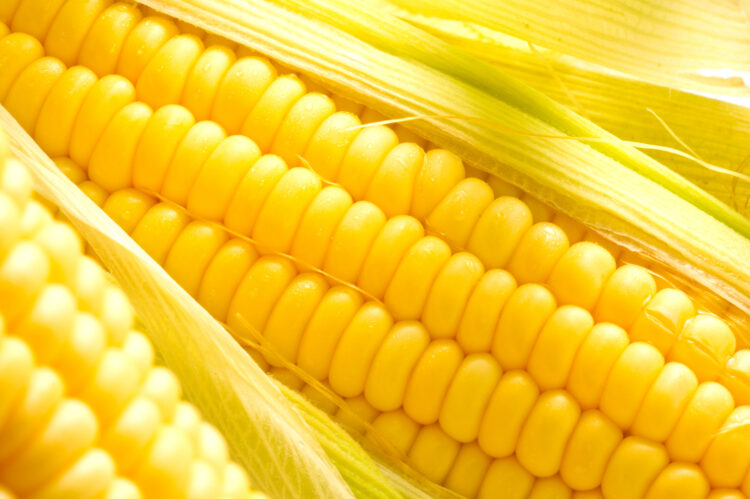 “El potencial efecto del consumo de maíz genético es caso por caso. Generalizar o decir que va a haber efecto con la tortilla va a depender de cada construcción genética”, añadió.

(Dreamstime)
