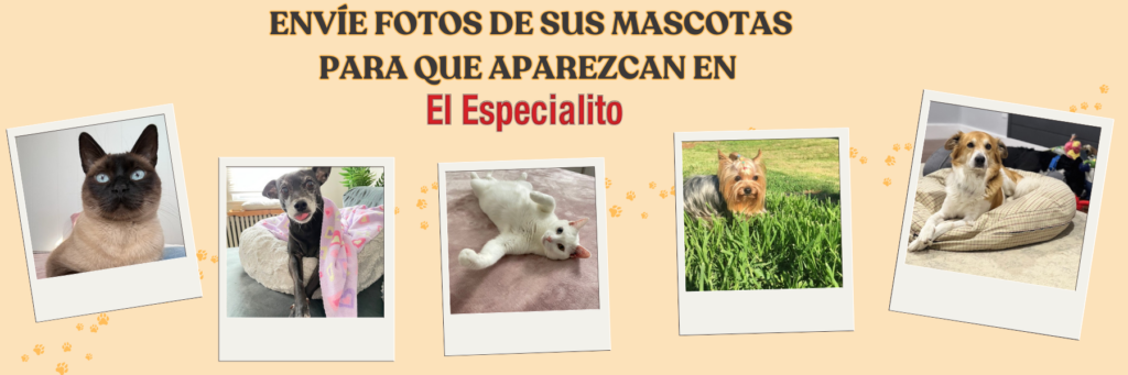 ¡Envíe-fotos-de-sus-mascotas-para-que-aparezcan-en-el-periódico-El-Especialito-1800-x-600-px-1024x341 Mascotas