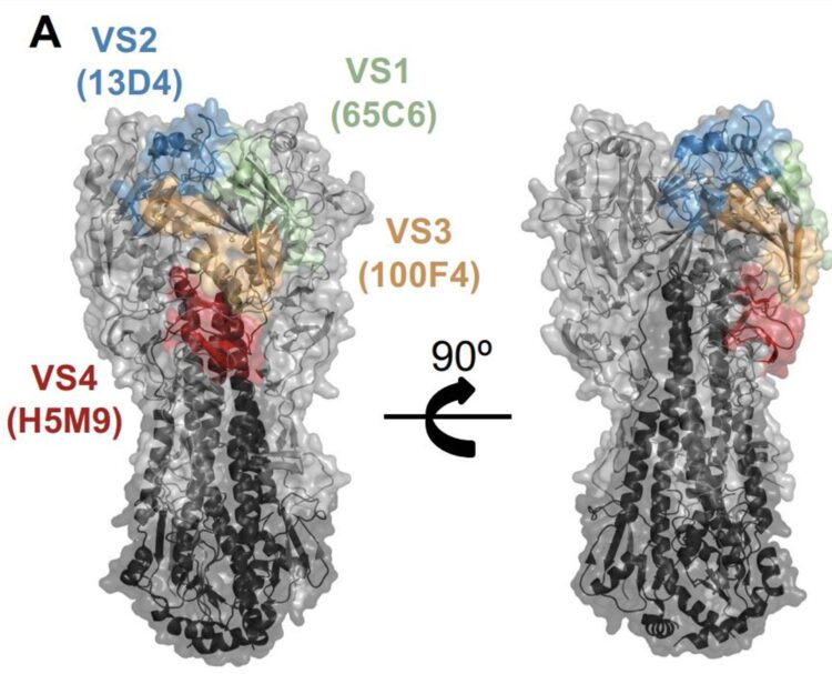 Cartografía epitópica de anticuerpos naive mediante competición ELISA. VSs de HA H5: VS1 (verde), VS2 (azul), VS3 (naranja) y VS4 (rojo) (38), definidos por anticuerpos específicos de H5, 13D4 (PDB: 6A0Z), 65C6 (PDB: 5DUM), 100F4 (PDB: 5DUR) y H5M9 (PDB: 4MMH). Fotografía facilitada por Jared Feldman. EFE