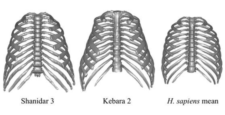 La anatomía que tenían los neandertales les permitió prosperar en diversos entornos climáticos, y no sólo en el frío, según han comprobado los investigadores al estudiar los restos de dos individuos excepcionalmente conservados. En la imagen, modelos torácicos 3D de los individuos neandertales fosilizados Shanidar 3 y Kebara 2, y a la derecha, caja torácica media calculada utilizando la muestra comparativa de Homo sapiens.Imagen cedida por el MNCN-CSIC.