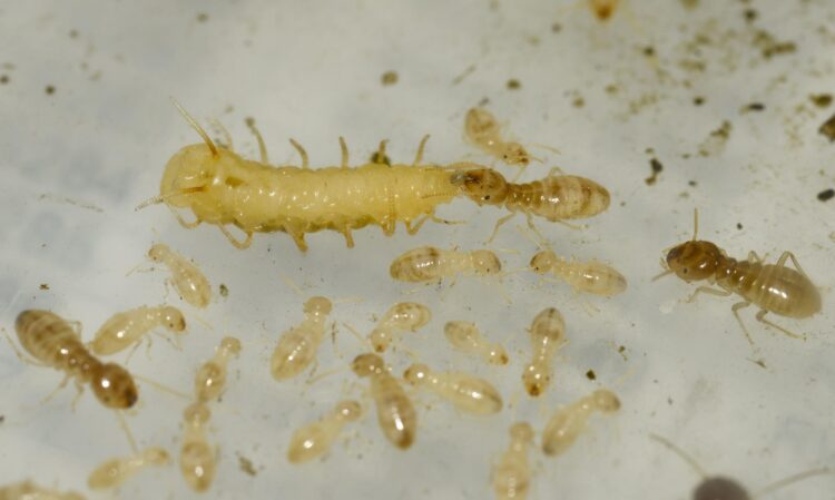 En el laboratorio, se observa una posible alimentación boca a boca (trofalaxis) entre las termitas cosechadoras y la larva de mosca azul. Crédito: Vlad Dinca. Imagen facilitada por el CSIC.