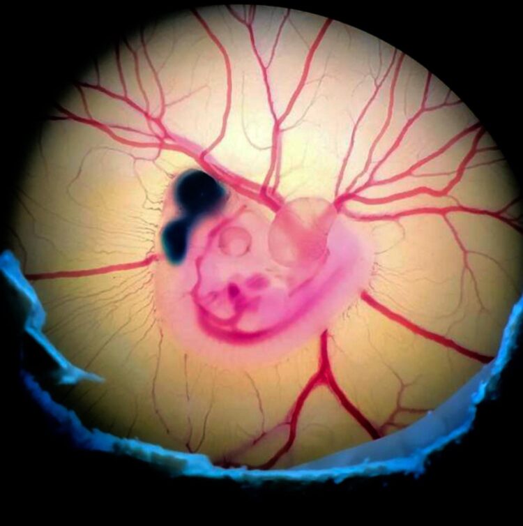 Embrión de pollo tras la manipulación experimental. Crédito: Fernando García-Moreno. Imagen facilitada por la UPV/EHU.