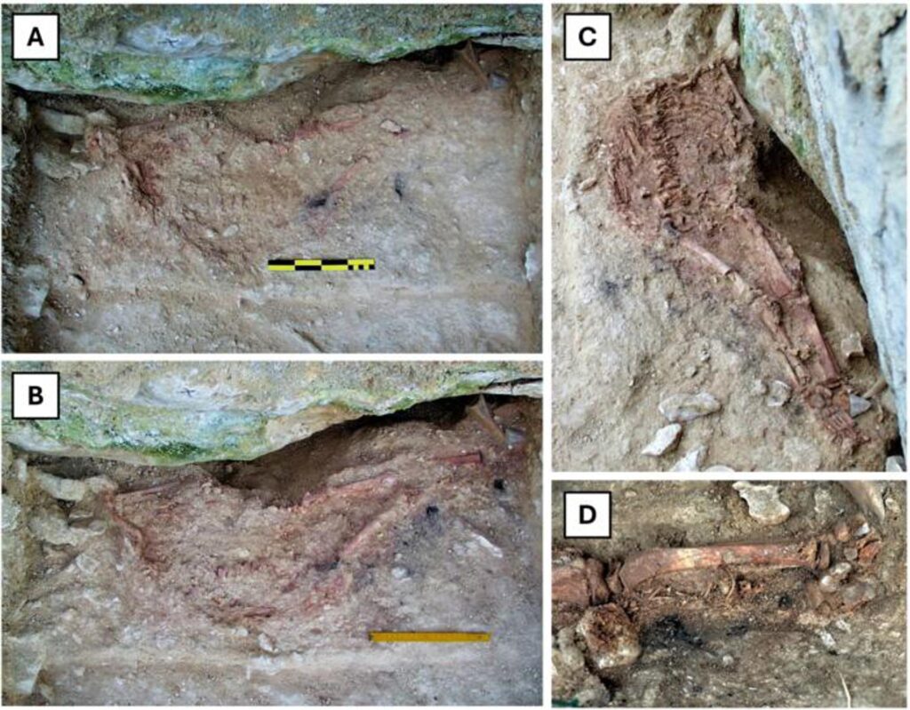 cfa3f11da34b189c0f24cc92ff99b485e41823bcw-1024x799 El niño de Lapedo -prueba del cruce entre neandertales y sapiens- murió hace 28.000 años