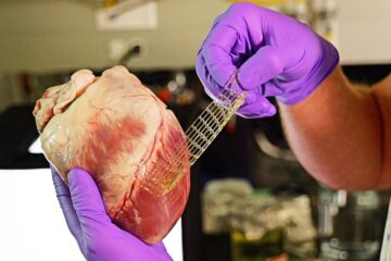 Pruebas de laboratorio demuestran que este material impreso en 3D se moldea y se adhiere a los órganos internos. En la imagen se muestra un corazón de cerdo. Foto: Casey A. Cass/University of Colorado.