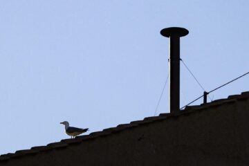 Pájaros vuelan sobre la chimenea instalada en el tejado de la Capilla Sixtina, en el primer día del cónclave para elegir un nuevo papa, en el Vaticano, 07 de mayo de 2025. (Papa) EFE/EPA/FABIO FRUSTACI
```