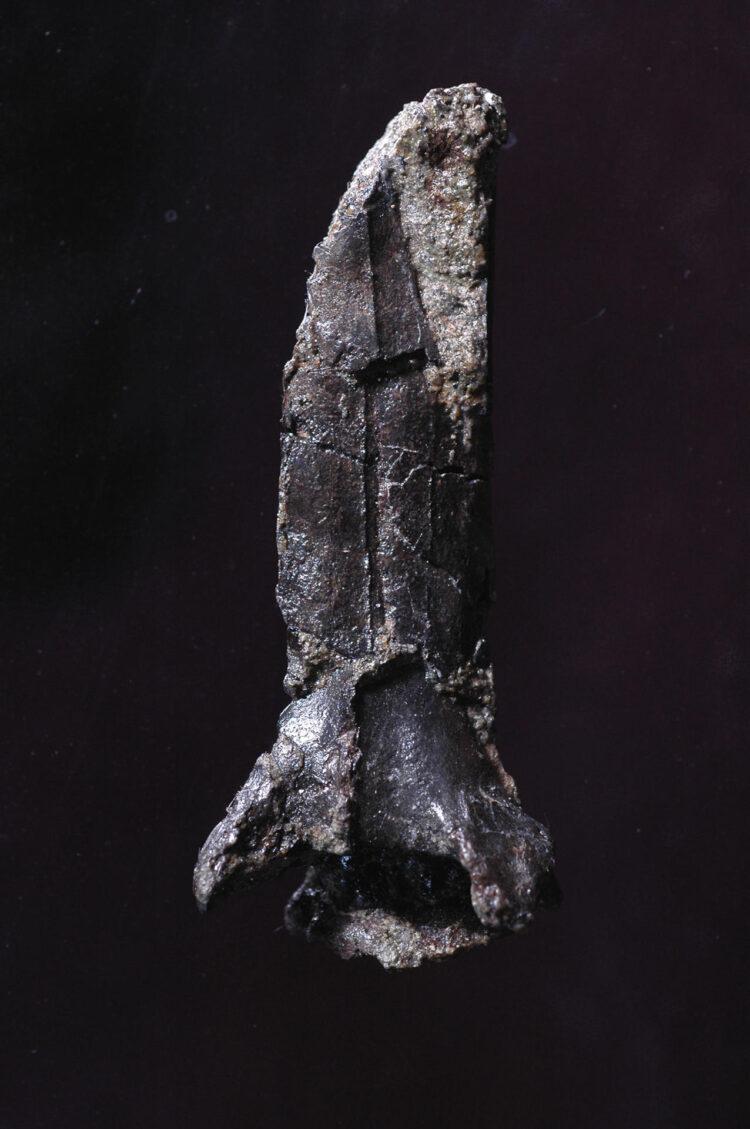 Una investigación realizada por diversas instituciones niponas identificó un fósil hallado en la prefectura de Kumamoto (suroeste de Japón) hace casi tres décadas como un género y especie de pterosaurio -réptil volador prehistórico- desconocido hasta el momento, confirmó el Museo de Dinosaurios de Mifune a EFE. Al ser el primer miembro de un nuevo género de especies, se espera que ofrezca pistas de gran importancia para estudiar el proceso evolutivo de los pterosaurios. Por ello, se trata del primero en ser nombrado formalmente como una especie diferente a partir del fósil (Nipponopterus mifunensis). EFE/ © Mifune Dinosaur Museum