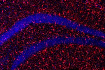 Imagen con microscopía de células microgliales (parte del sistema inmune del cerebro, en rojo) del hipocampo de los ratones tratados con s-KL. El tratamiento aumentó el número de estas células, mejorando su actividad fagocítica, que habitualmente se ve deteriorada durante el envejecimiento cerebral. EFE/Crédito:UAB
